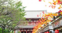 全国の消費税免税店は4万4646店 5年間で約10倍の増加